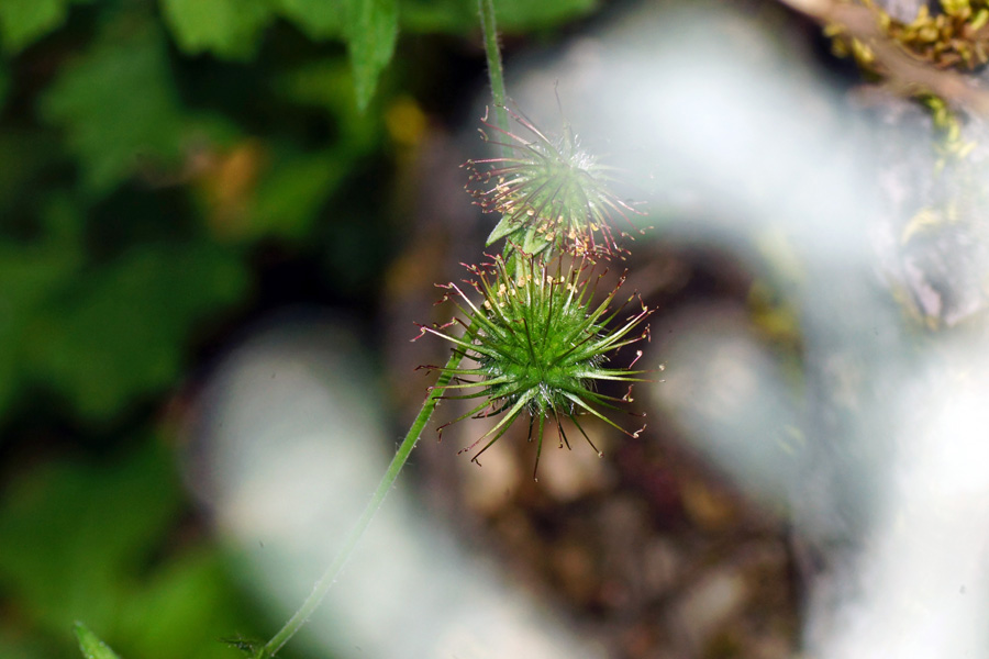 Geum urbanum